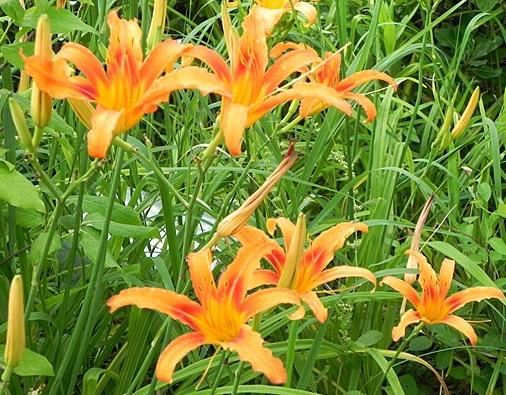 我们国家自己的母亲花——萱草花