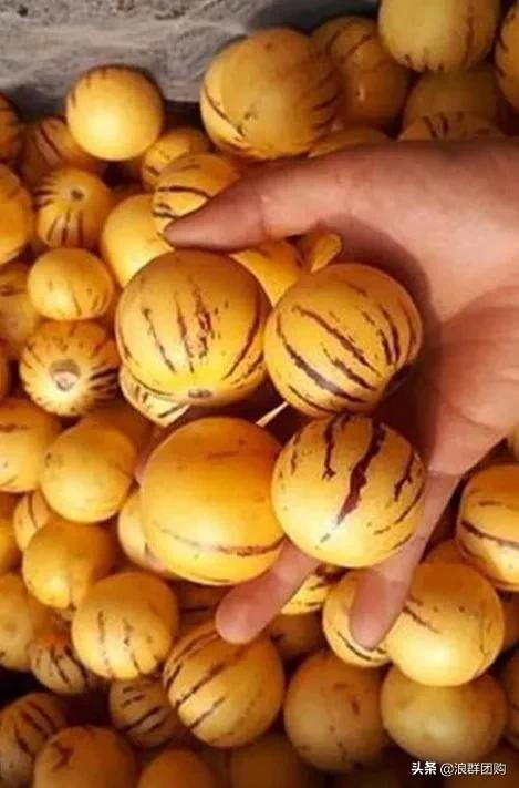开普敦吊钟花、悬星藤，绚丽多彩旋果花，颜值爆表蓝花茄，人参果