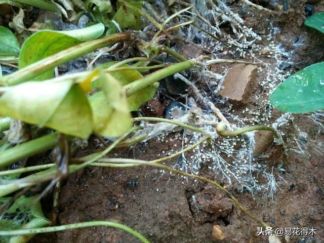 病虫害防治|盆栽花卉发现白色病害，根据部位和类型，对症下药