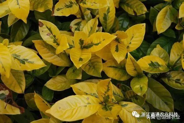 栀子花很难养？这5个“雷”千万别踩，猛长新叶轻松爆花