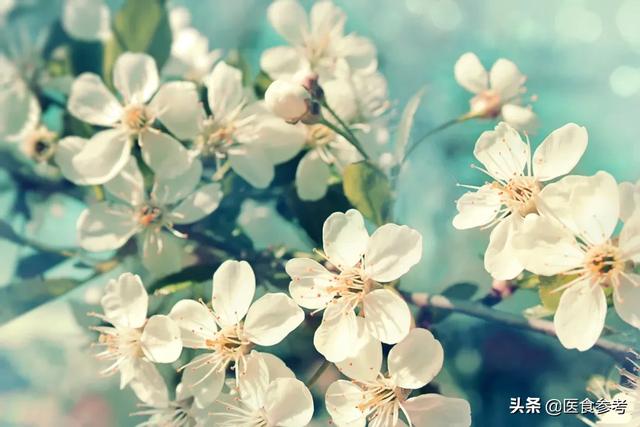 鲜花怡情，花香还能祛病，这些花香的奇妙疗法赏花时别错过