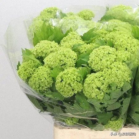 每到花开，惊艳一方的欧洲木绣球雪球累累，团花压树，耐寒-30！