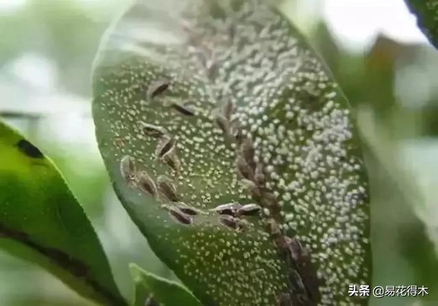 病虫害防治|盆栽花卉发现白色病害，根据部位和类型，对症下药
