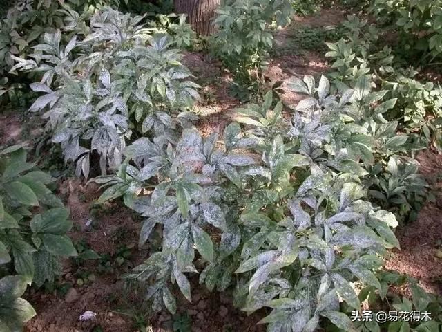 病虫害防治|盆栽花卉发现白色病害，根据部位和类型，对症下药