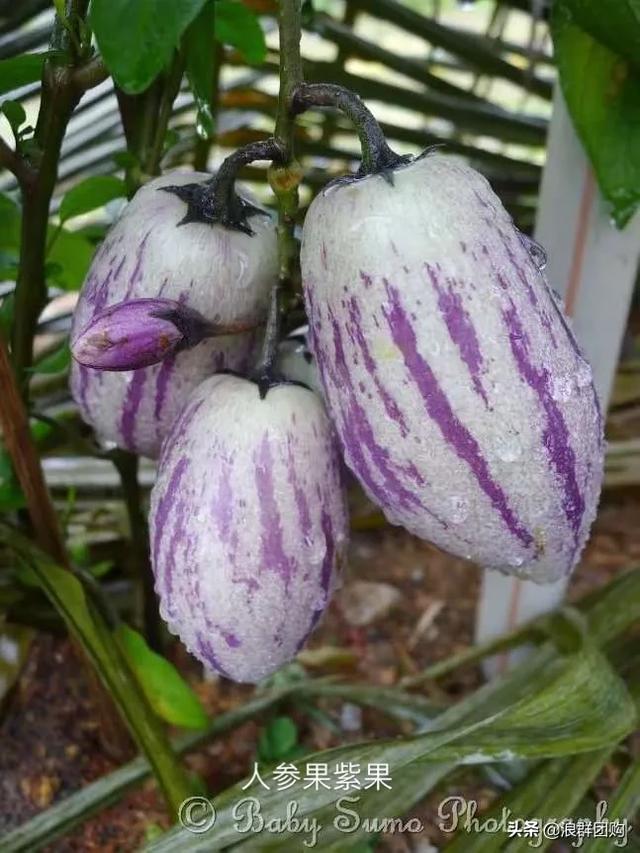 开普敦吊钟花、悬星藤，绚丽多彩旋果花，颜值爆表蓝花茄，人参果