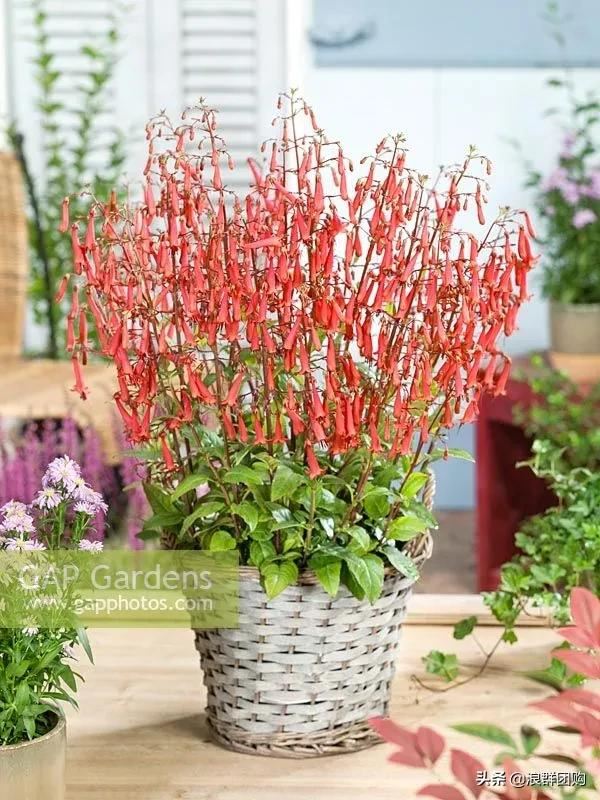 开普敦吊钟花、悬星藤，绚丽多彩旋果花，颜值爆表蓝花茄，人参果