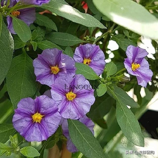 开普敦吊钟花、悬星藤，绚丽多彩旋果花，颜值爆表蓝花茄，人参果