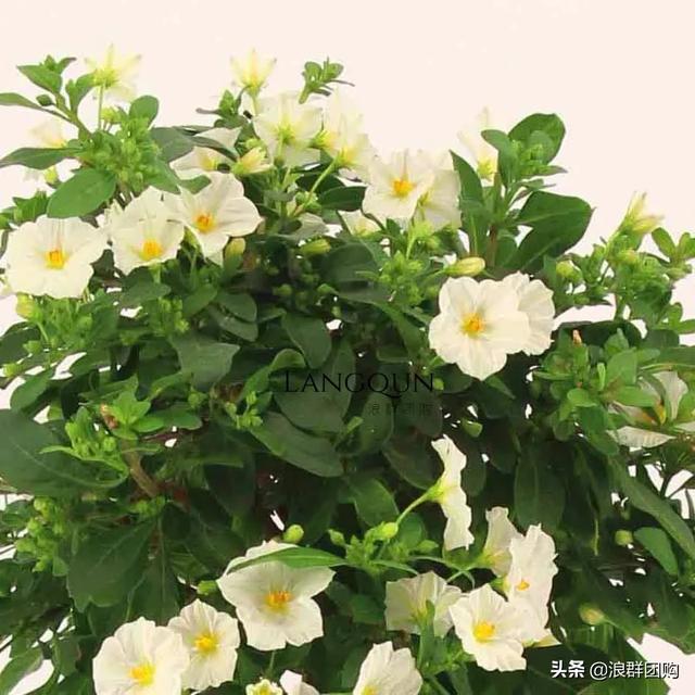 开普敦吊钟花、悬星藤，绚丽多彩旋果花，颜值爆表蓝花茄，人参果