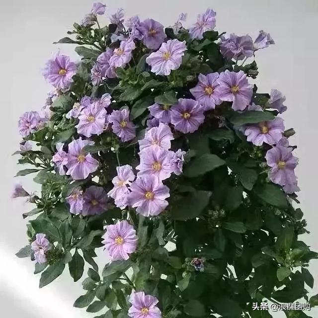 开普敦吊钟花、悬星藤，绚丽多彩旋果花，颜值爆表蓝花茄，人参果