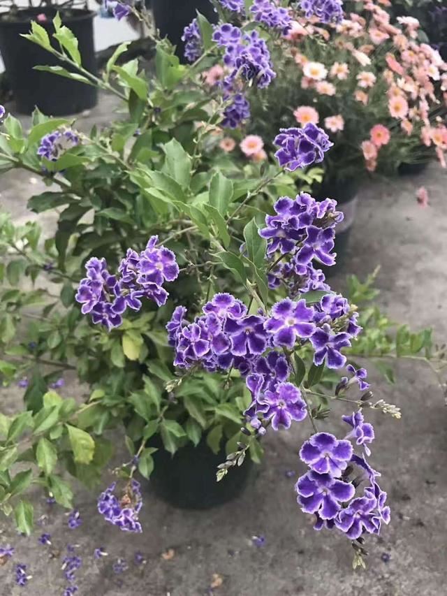 适合南方养护的连翘花，开花成簇烂漫淡紫色，开一次一个月不谢