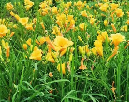 我们国家自己的母亲花——萱草花