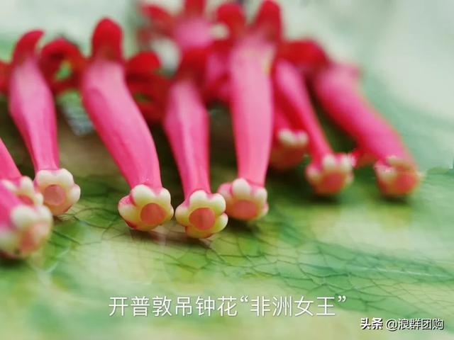开普敦吊钟花、悬星藤，绚丽多彩旋果花，颜值爆表蓝花茄，人参果