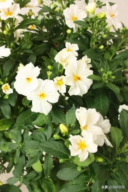 开普敦吊钟花、悬星藤，绚丽多彩旋果花，颜值爆表蓝花茄，人参果