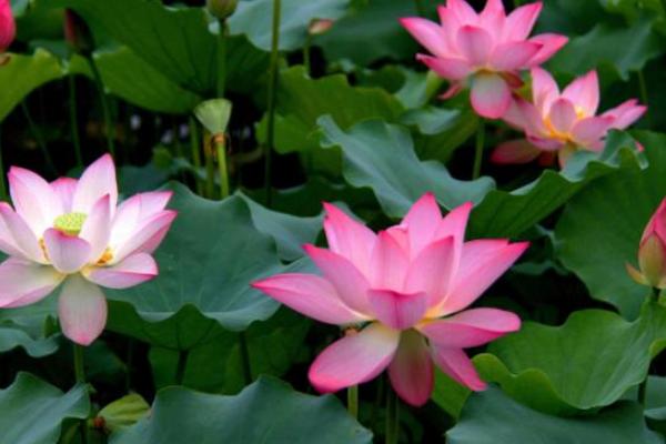 立夏之后养花草，别偷懒做好这3件事，度夏无忧，秋后花苞满枝头