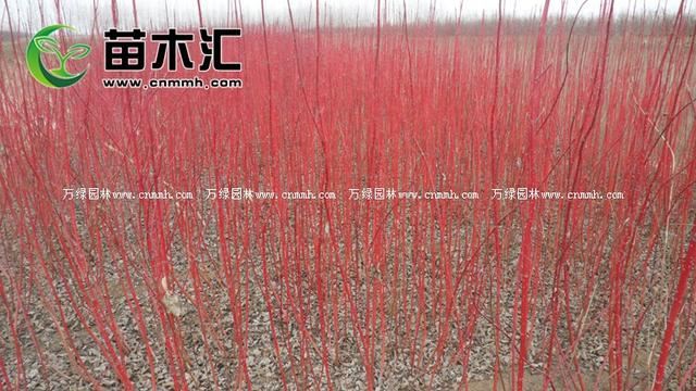红瑞木为什么春天是绿色冬天是红的呢？