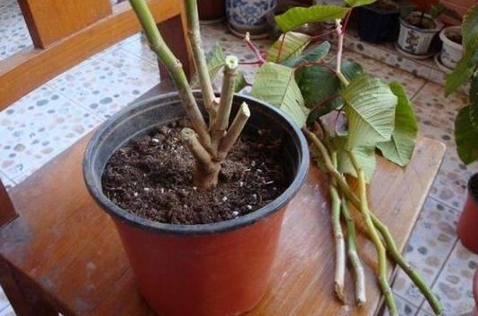 观赏性盆栽一品红该如何养护？掌握摘心要诀，减少枝叶枯萎概率