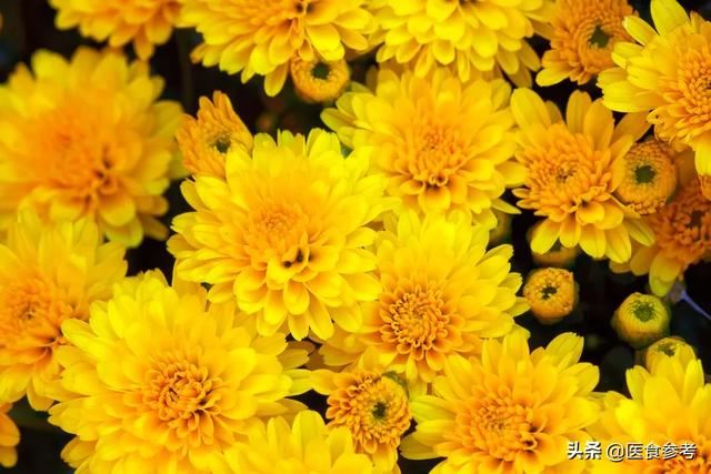 鲜花怡情，花香还能祛病，这些花香的奇妙疗法赏花时别错过