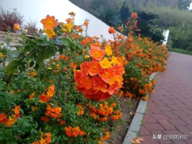 开普敦吊钟花、悬星藤，绚丽多彩旋果花，颜值爆表蓝花茄，人参果