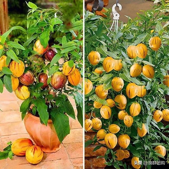 开普敦吊钟花、悬星藤，绚丽多彩旋果花，颜值爆表蓝花茄，人参果