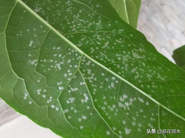 病虫害防治|盆栽花卉发现白色病害，根据部位和类型，对症下药