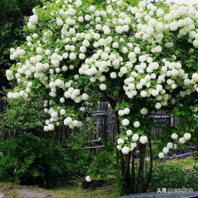 每到花开，惊艳一方的欧洲木绣球雪球累累，团花压树，耐寒-30！