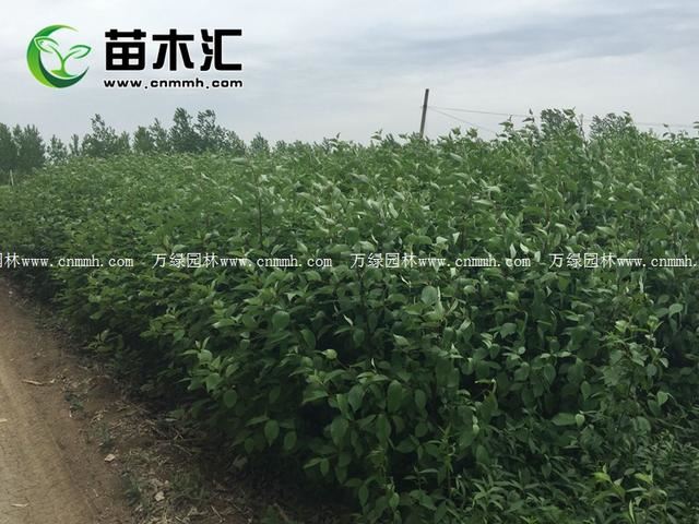红瑞木为什么春天是绿色冬天是红的呢？