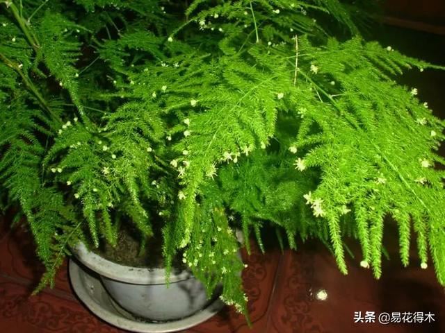 病虫害防治|盆栽花卉发现白色病害，根据部位和类型，对症下药