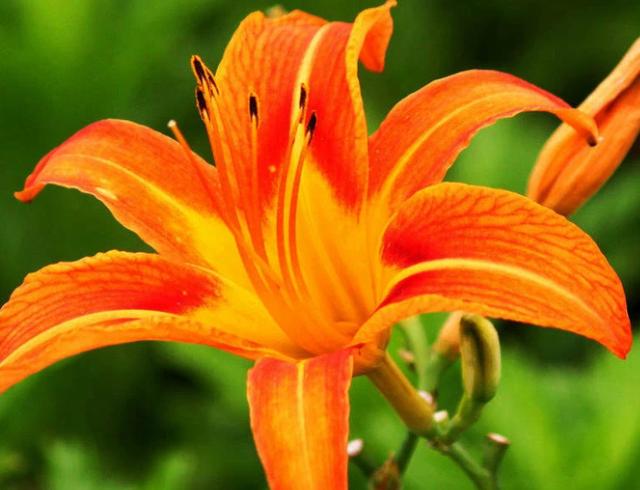 我们国家自己的母亲花——萱草花