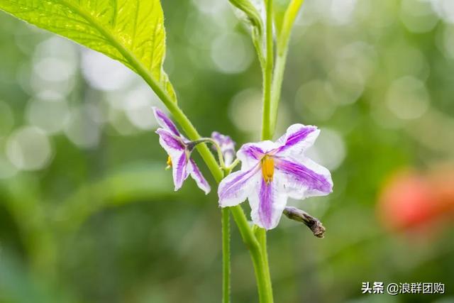 开普敦吊钟花、悬星藤，绚丽多彩旋果花，颜值爆表蓝花茄，人参果