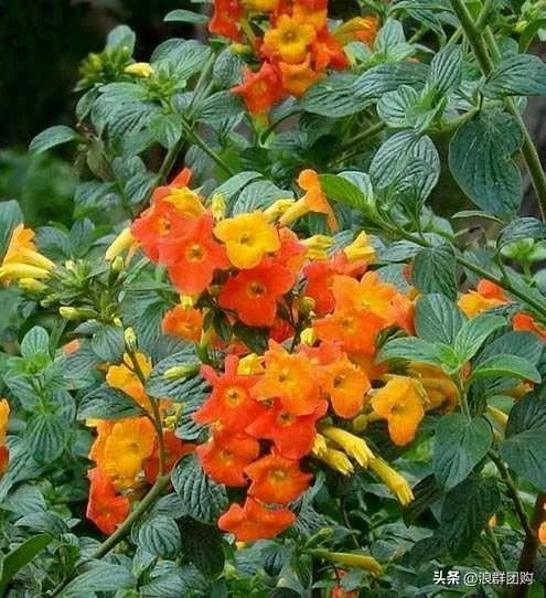 开普敦吊钟花、悬星藤，绚丽多彩旋果花，颜值爆表蓝花茄，人参果