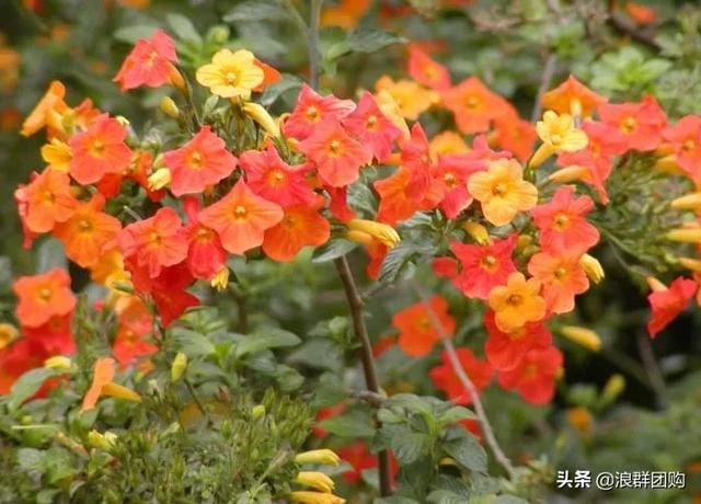 开普敦吊钟花、悬星藤，绚丽多彩旋果花，颜值爆表蓝花茄，人参果