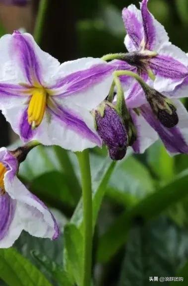 开普敦吊钟花、悬星藤，绚丽多彩旋果花，颜值爆表蓝花茄，人参果