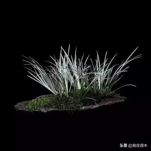 病虫害防治|盆栽花卉发现白色病害，根据部位和类型，对症下药