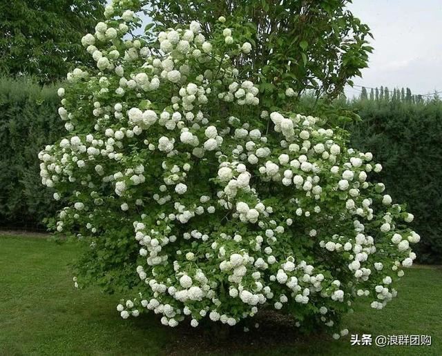 每到花开，惊艳一方的欧洲木绣球雪球累累，团花压树，耐寒-30！