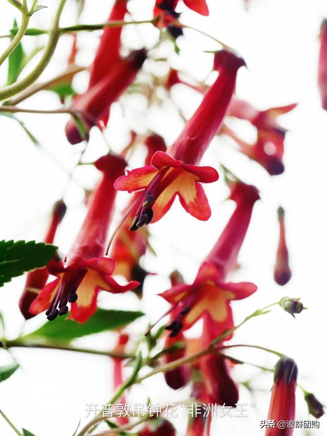 开普敦吊钟花、悬星藤，绚丽多彩旋果花，颜值爆表蓝花茄，人参果