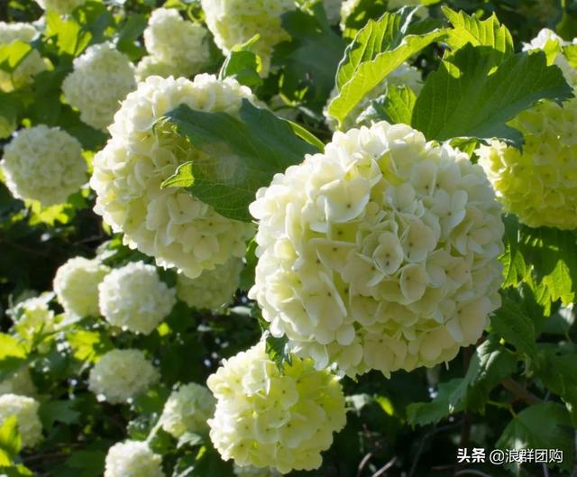 每到花开，惊艳一方的欧洲木绣球雪球累累，团花压树，耐寒-30！