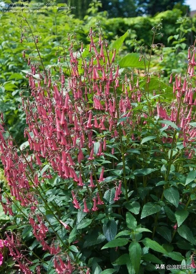 开普敦吊钟花、悬星藤，绚丽多彩旋果花，颜值爆表蓝花茄，人参果