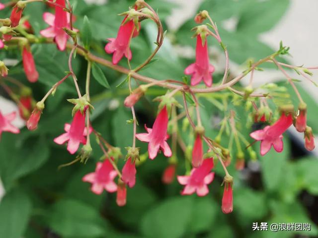 开普敦吊钟花、悬星藤，绚丽多彩旋果花，颜值爆表蓝花茄，人参果