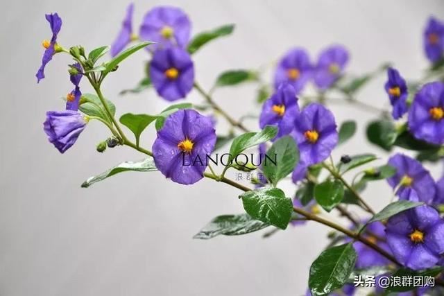 开普敦吊钟花、悬星藤，绚丽多彩旋果花，颜值爆表蓝花茄，人参果