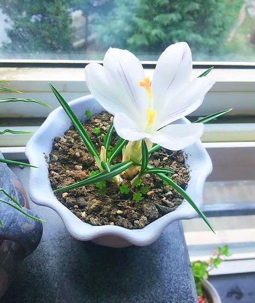 花期长又好看，价值高居不下的“番红花”，家养需要注意什么