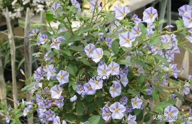 开普敦吊钟花、悬星藤，绚丽多彩旋果花，颜值爆表蓝花茄，人参果