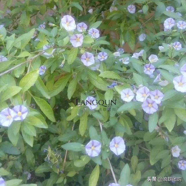 开普敦吊钟花、悬星藤，绚丽多彩旋果花，颜值爆表蓝花茄，人参果