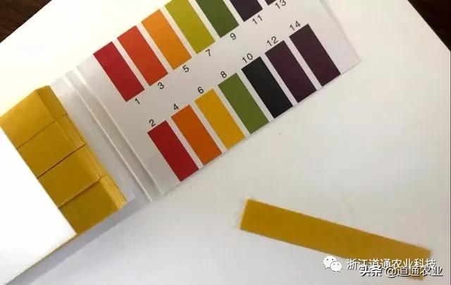 栀子花很难养？这5个“雷”千万别踩，猛长新叶轻松爆花