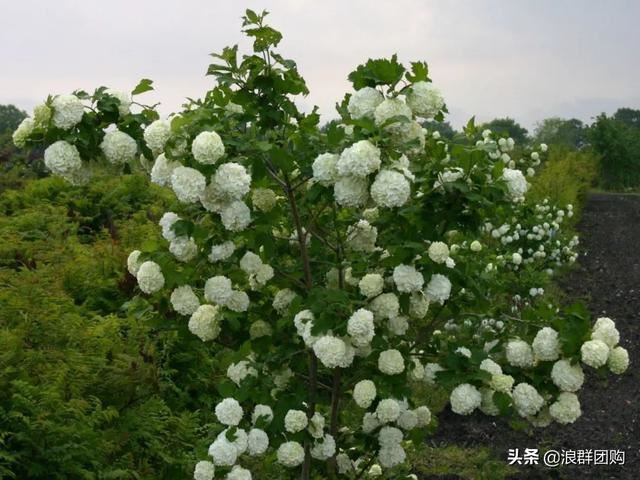每到花开，惊艳一方的欧洲木绣球雪球累累，团花压树，耐寒-30！