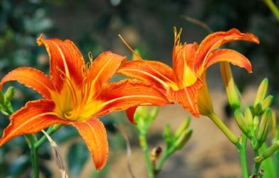 我们国家自己的母亲花——萱草花