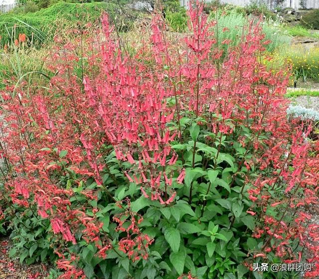 开普敦吊钟花、悬星藤，绚丽多彩旋果花，颜值爆表蓝花茄，人参果