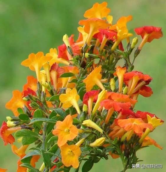 开普敦吊钟花、悬星藤，绚丽多彩旋果花，颜值爆表蓝花茄，人参果