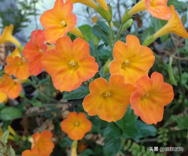 开普敦吊钟花、悬星藤，绚丽多彩旋果花，颜值爆表蓝花茄，人参果