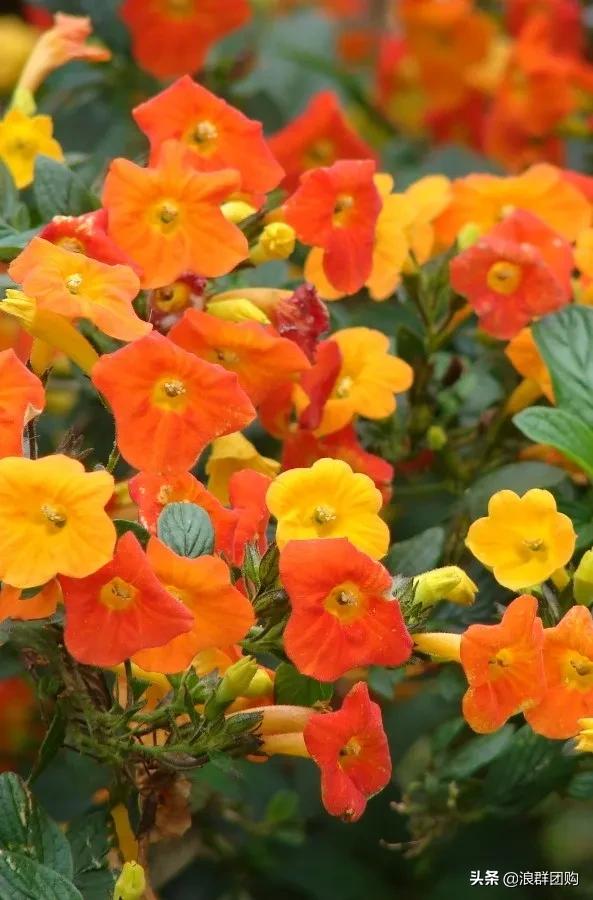 开普敦吊钟花、悬星藤，绚丽多彩旋果花，颜值爆表蓝花茄，人参果