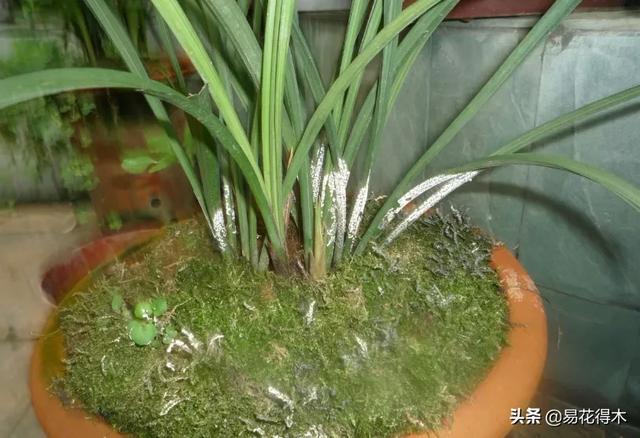 病虫害防治|盆栽花卉发现白色病害，根据部位和类型，对症下药